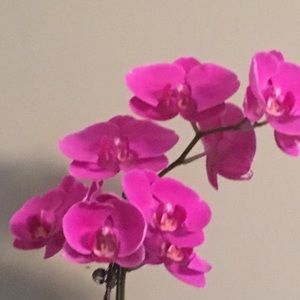 Meet your Posher, Vidya